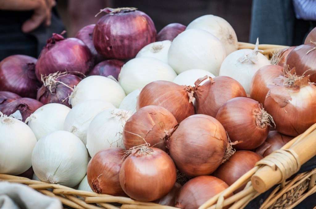 La Cipolla di Medicina nelle sue tre varietà Bianca, Rossa e Dorata