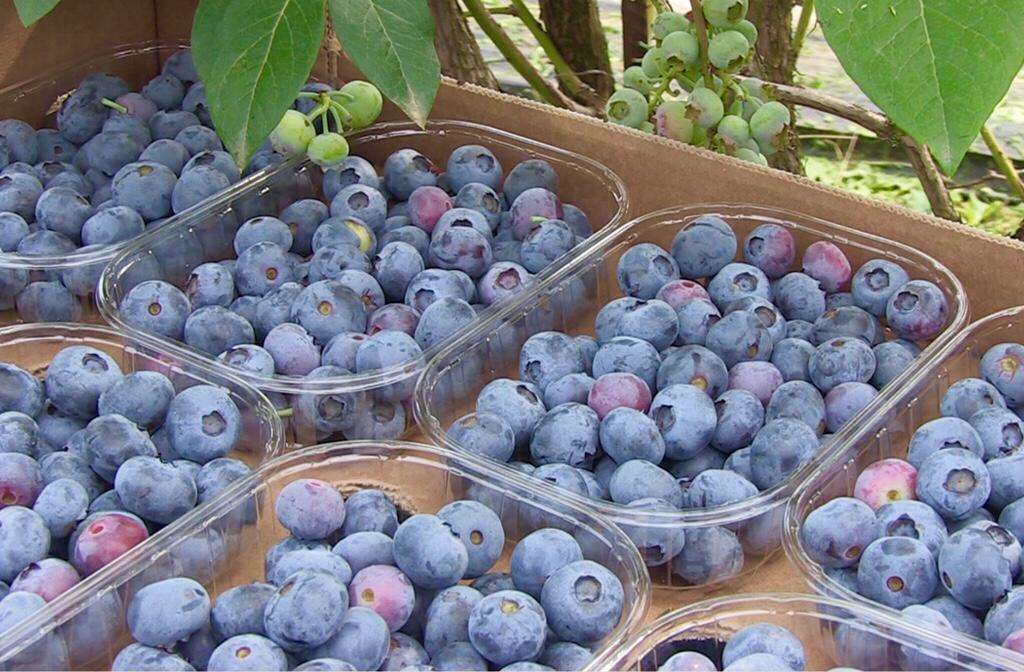 Sono più di mille le aziende, per oltre 600 ettari, che coltivano il mirtillo piemontese. Grazie a un accordo di filiera con Coldiretti Piemonte, sarà utilizzato da Noberasco