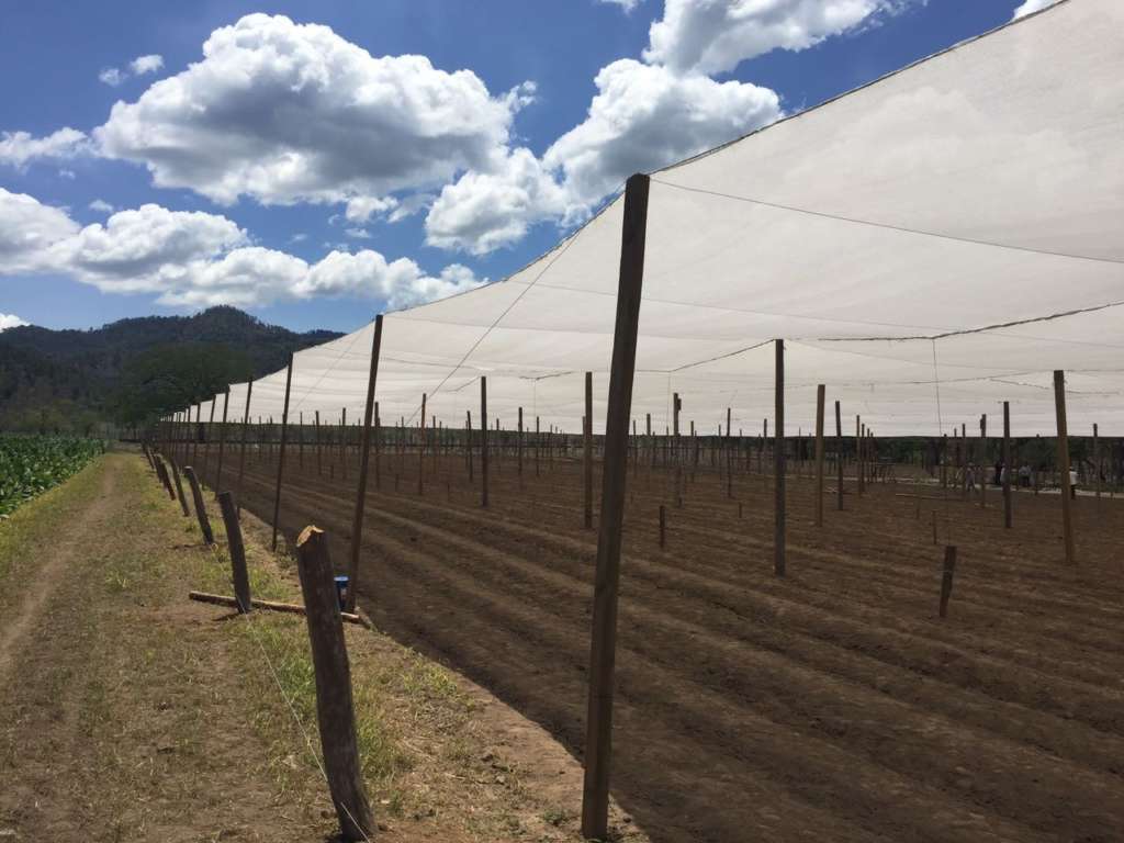 Gli schermi termoriflettenti Robuxta di Arrigoni sono progettati specialmente per l’uso su tensostrutture