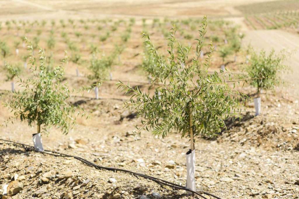 Le piantagioni di Veracruz nella regione di Beira Baixa, in Portogallo, produrranno 4mila tonnellate di mandorle