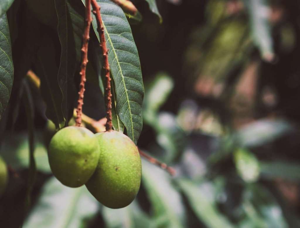 mango produzione