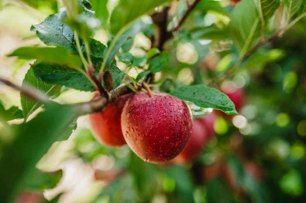 Mela Gala, la prima a essere raccolta
