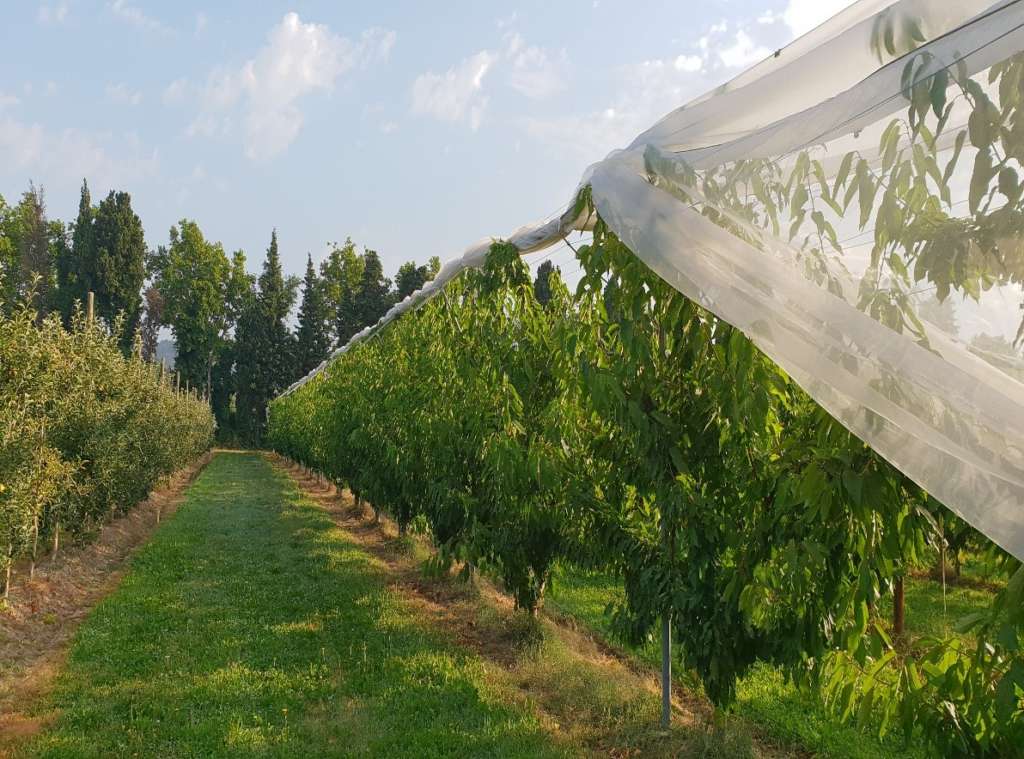 Protecta Ultra è uno schermo protettivo green di Arrigoni studiato in funzione antipioggia