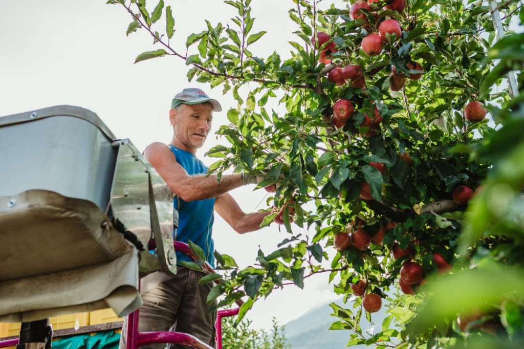 Mele bio Val Venosta