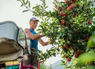 Mele bio Val Venosta