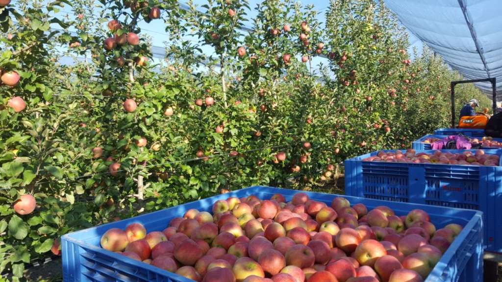 Fuji MelaPiù è caratterizzata da un gusto dolce e consistenza croccante. La buccia è sottile