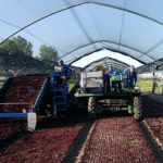 Cultiva, quarta gamma più sicura con Bellavista La selezionatrice Bellavista è un esempio di tecnologia al servizio della qualità e dell’efficienza, nel rispetto dell’ambiente