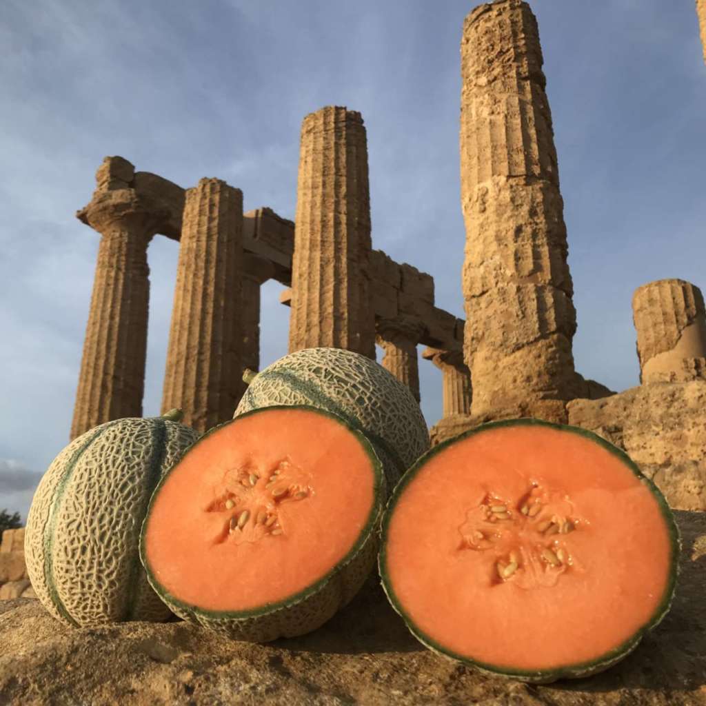 SV9790MC, il nuovo melone a polpa rossa sviluppato da Seminis, il più grande brand di produzione e commercializzazione di sementi per orticole