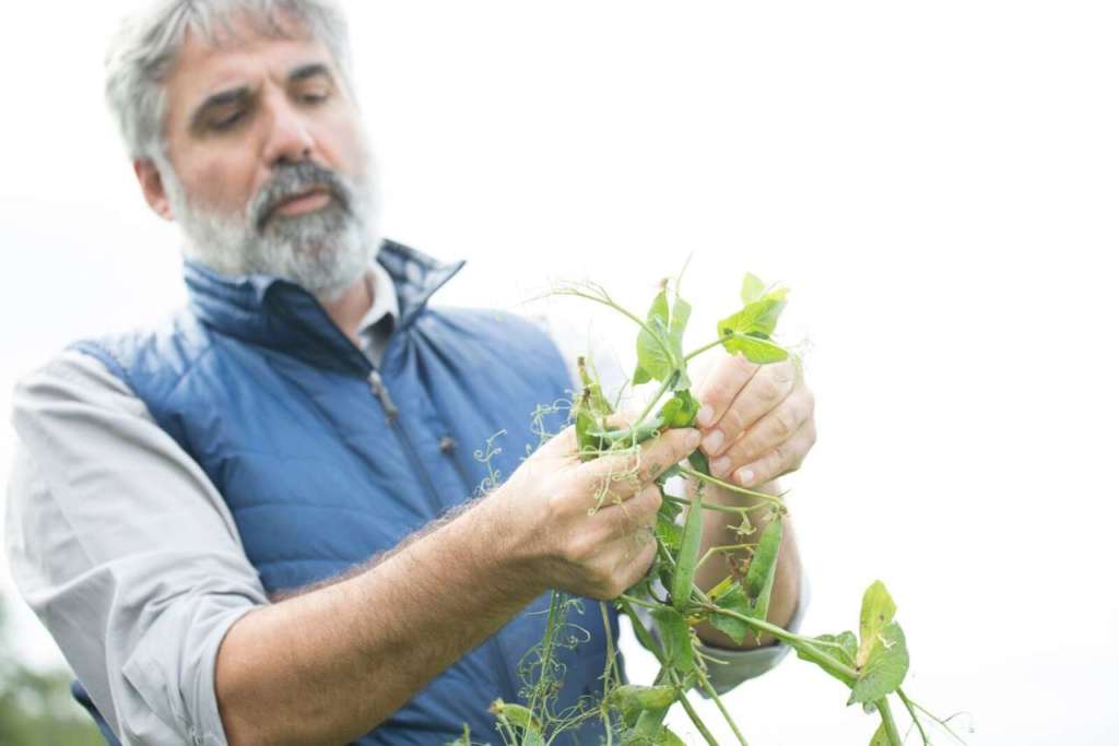 Findus spot agronomo