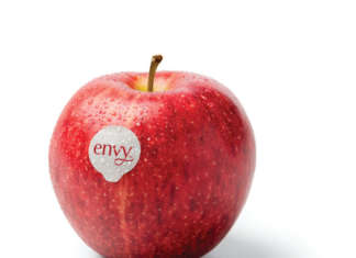 envy e yello, al via la vendita in gdo La mela envy commercializzata dai consorzi VOG e VI.P arriva alla nuova stagione con maggiori quantitativi: superano le 4 mila tonnellate