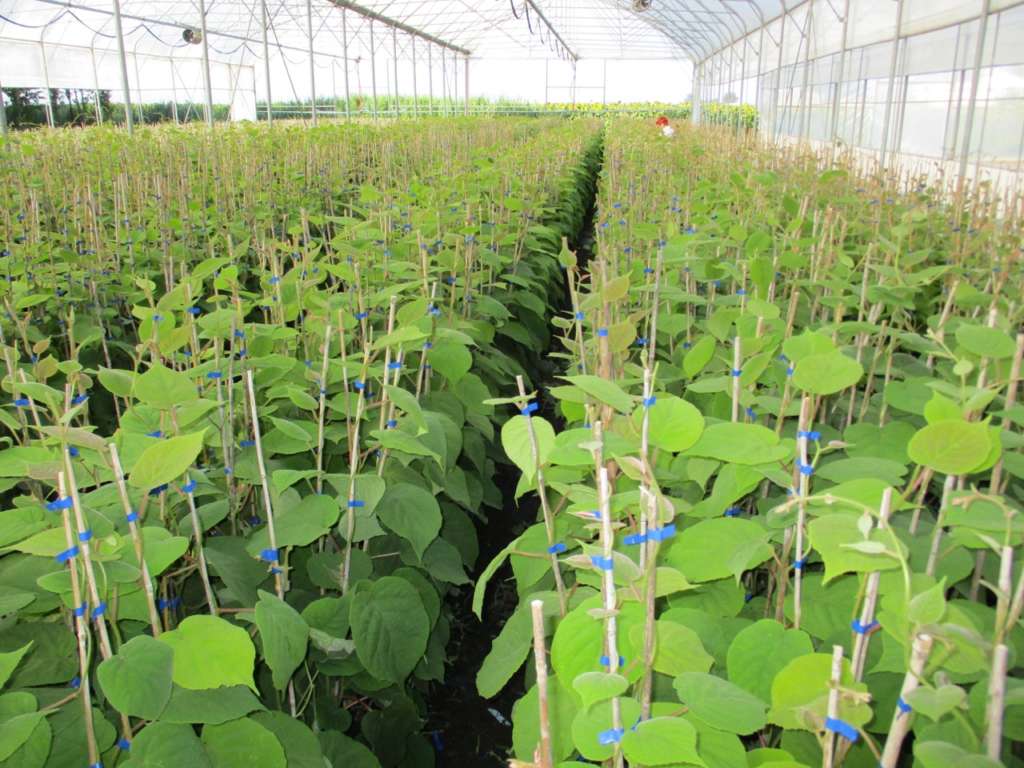 Geoplant Vivai fa crescere la pianta del kiwi in serra in ambiente protetto. Il frutto non viene esposto agli eventi atmosferici, quali acqua, grandine o vento