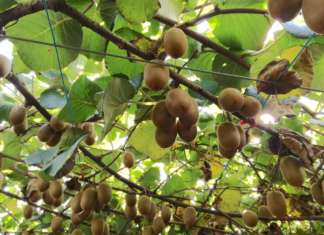 Kiwi, per Zespri si preannuncia un’ottima annata