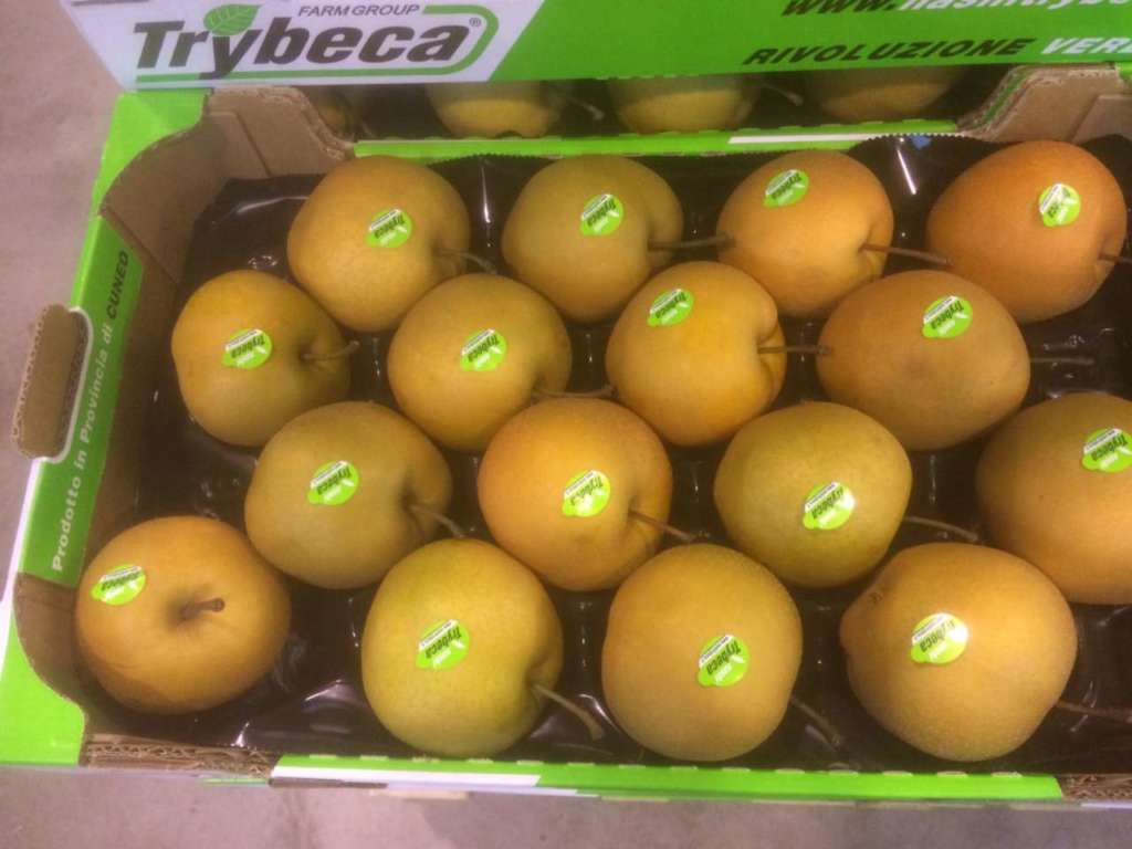 La pera Nashi nasce alle falde del Monviso, nel Cuneese, in Piemonte