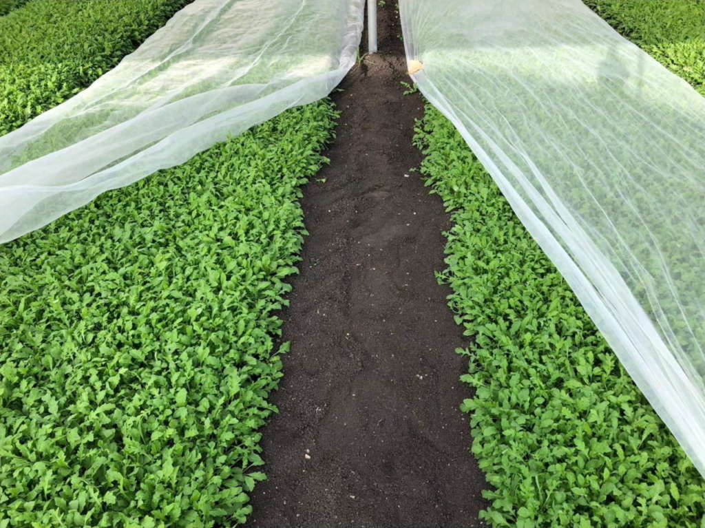 Scirocco (a sinistra) e Biomaglia (a destra), le soluzioni green di Arrigoni per il bio, contro insetti e parassiti