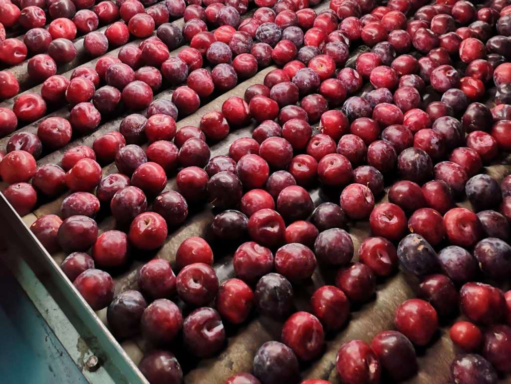 Le susine Angeleno sono una varietà tardiva: si trovano sul mercato da metà settembre a fine dicembre