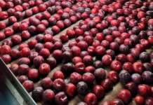 La campagna italiana di prugne e susine fra speranze, ambizioni e problemi Le susine Angeleno sono una varietà tardiva: si trovano sul mercato da metà settembre a fine dicembre