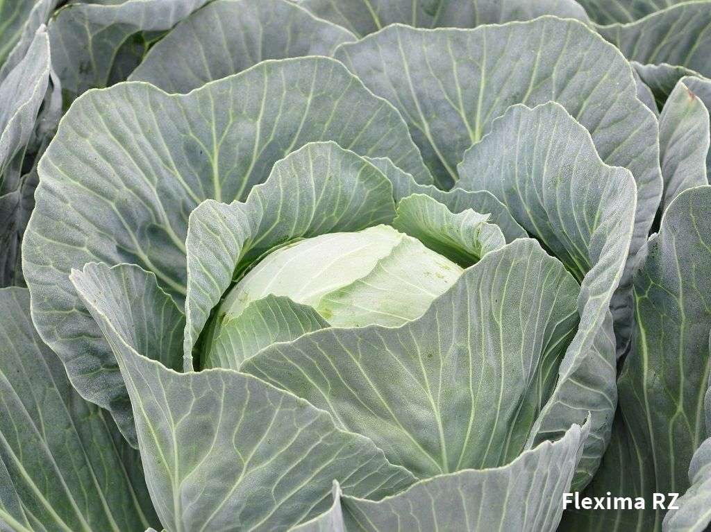Cavolo Cappuccio_Flexima RZ sviluppato dall'azienda sementiera Rijk_Zwaan