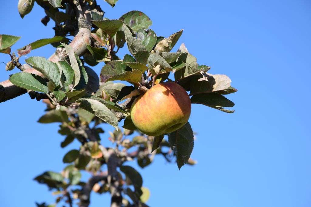 Oltre il 90% della produzione italiana della Renetta Canada arriva dal Trentino, dove ha trovato l'habitat ideale