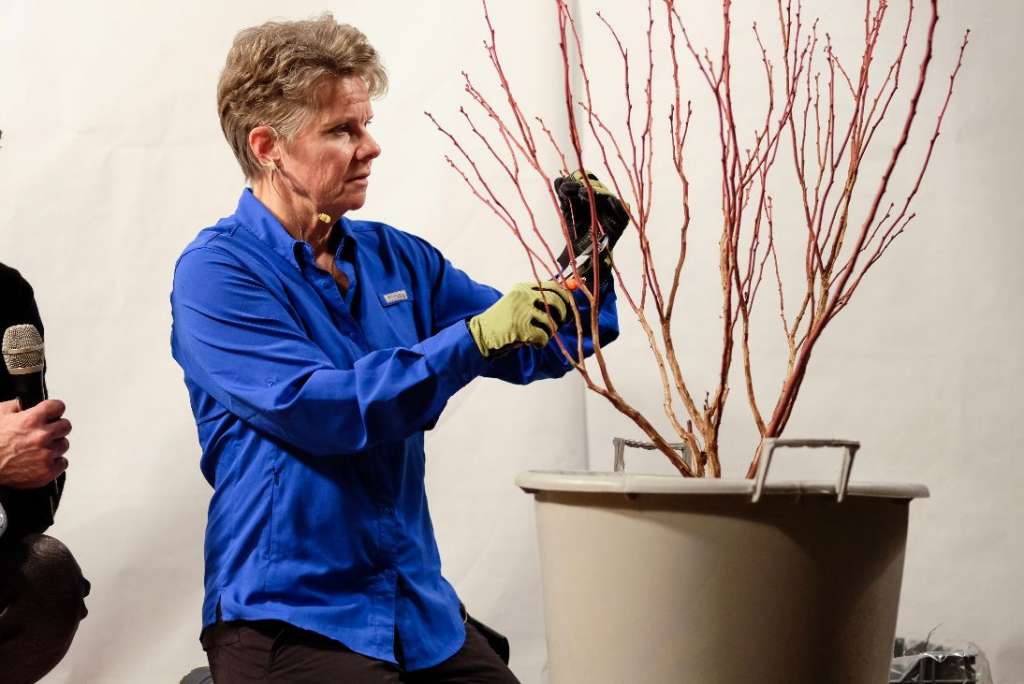 Bernadine C. Strik, docente all'Università statale dell'Oregon (Usa), è specialista in coltura di bacche e massima esperta di mirtilli