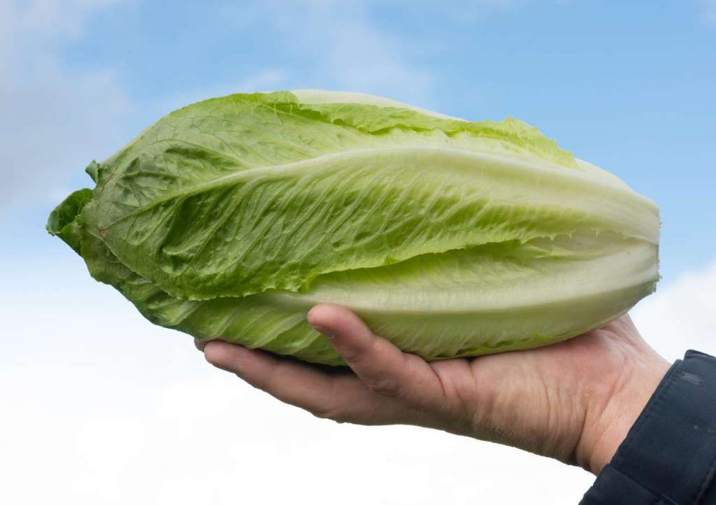 Magistral è la novità sementiera nel segmento della lattuga romana sviluppata di Nunhems-Basf