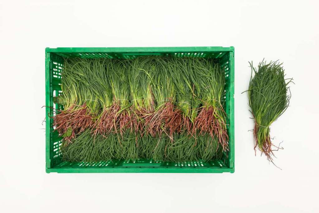 Gli agretti, detti anche lischi o barba dei frati, sono ortaggi primaverili detox