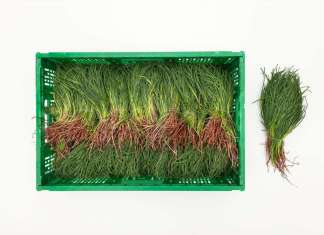 Gli agretti, detti anche lischi o barba dei frati, sono ortaggi primaverili detox