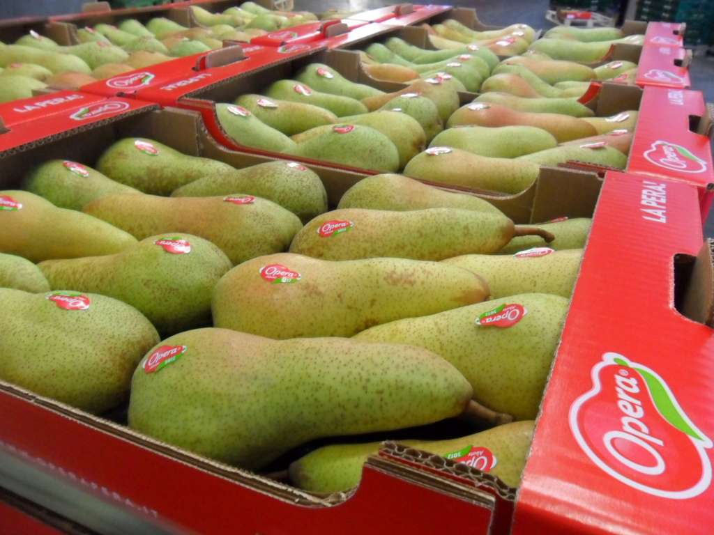 Opera Società Cooperativa Agricola nasce nel 2015. Tra i soci ci sono 18 storiche aziende italiane. La capacità produttiva varia tra le 180 e le 200 mila tonnellate l’anno