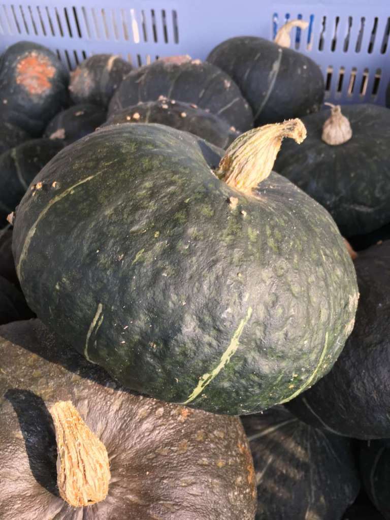 Zucca Seno Seeds, varietà Big Max SS 1011