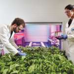 Ono Exponential Farming, team agronomico nella Farm Zero