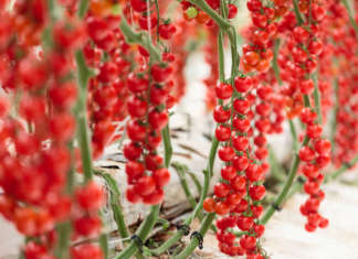 Pomodori, per la serra fredda c’è il ciliegino Cherye