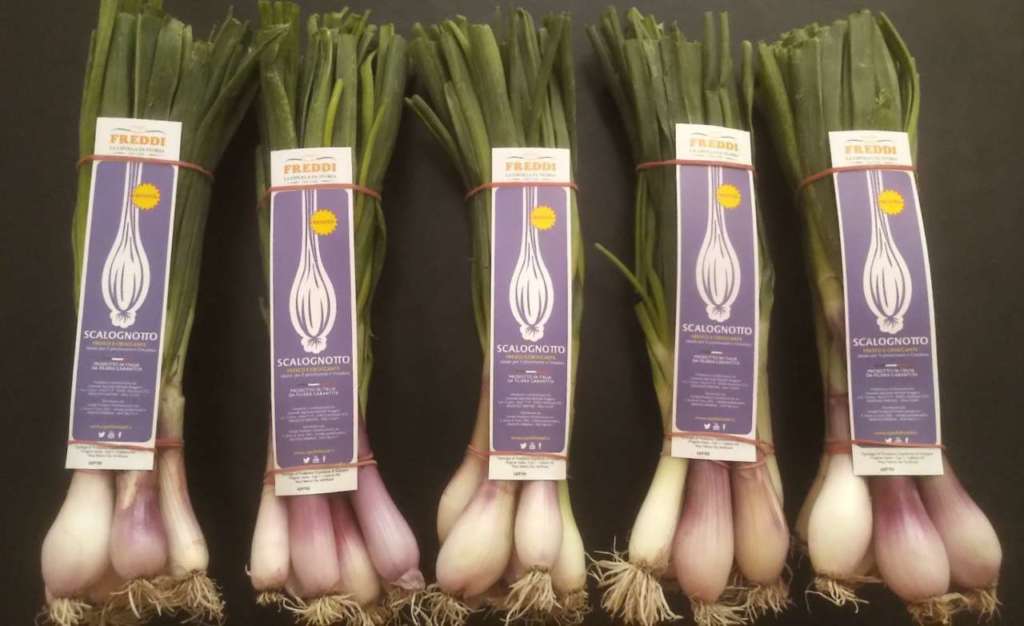 Lo Scalognotto, brand dedicato a un nuovo prodotto dell'azienda Freddi, un cipollotto da scalogno