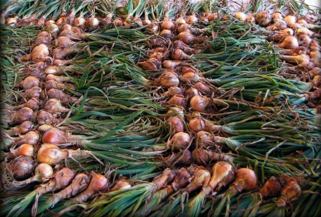 Le cipolle sono ricche di quercetina, un flavonoide, potente antinfiammatorio