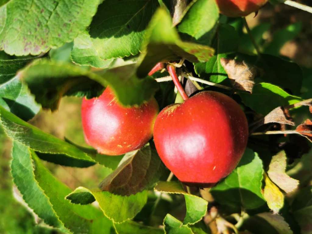 Galbusera Bianca produce 120 varietà di mele, di cui molte sono antiche cultivar