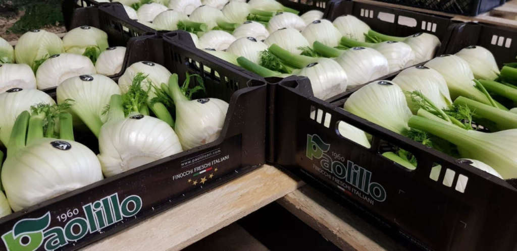 I pregiati finocchi Paolillo