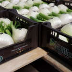 I pregiati finocchi Paolillo