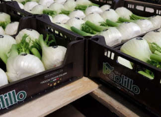 Finocchio, un tesoro agricolo italiano che conquista il mondo I pregiati finocchi Paolillo