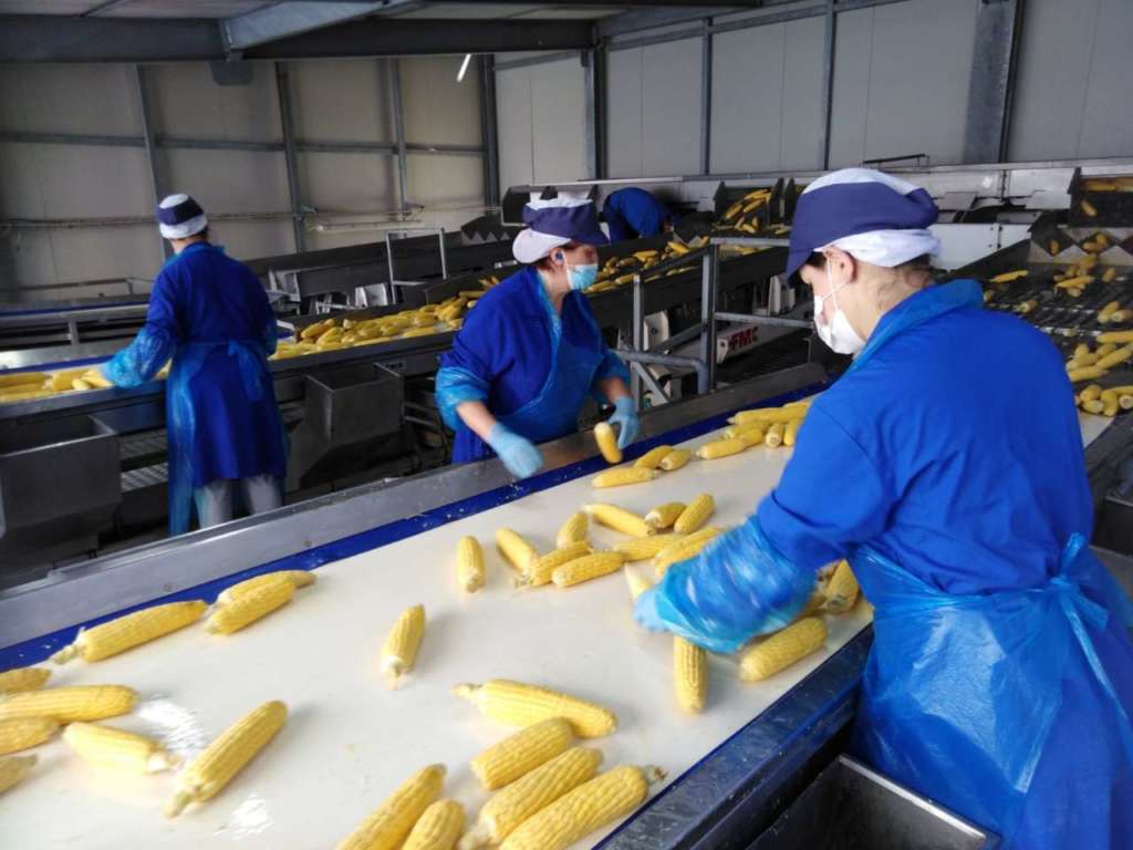 Conserve italia produce annualmente 55 milioni, tra scatole e vasetti, di mais dolce, in diversi formati