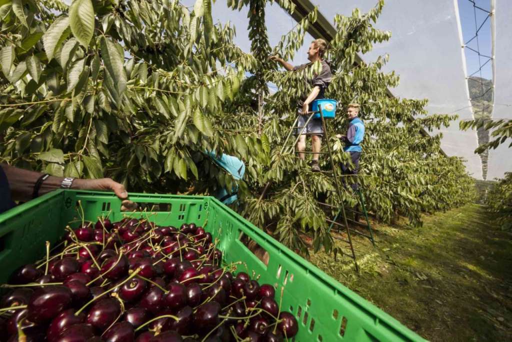 Regina e Kordia sono le varietà della ciliegie VIP Val Venosta
