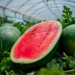 Morgan RZ, varietà di anguria precocissima