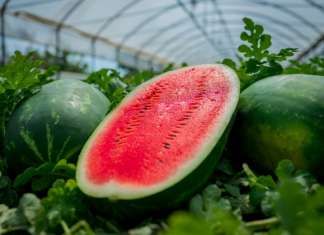 Un’estate a ritmo di anguria Morgan RZ, varietà di anguria precocissima