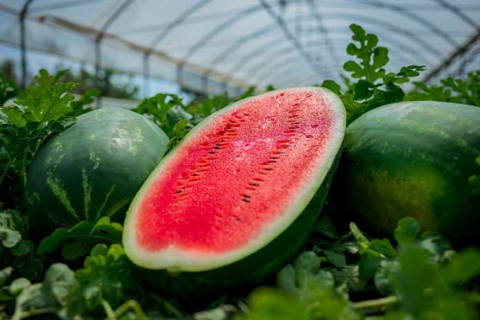 Morgan RZ, varietà di anguria precocissima