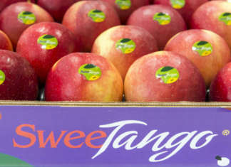 La mela club estiva SweeTango