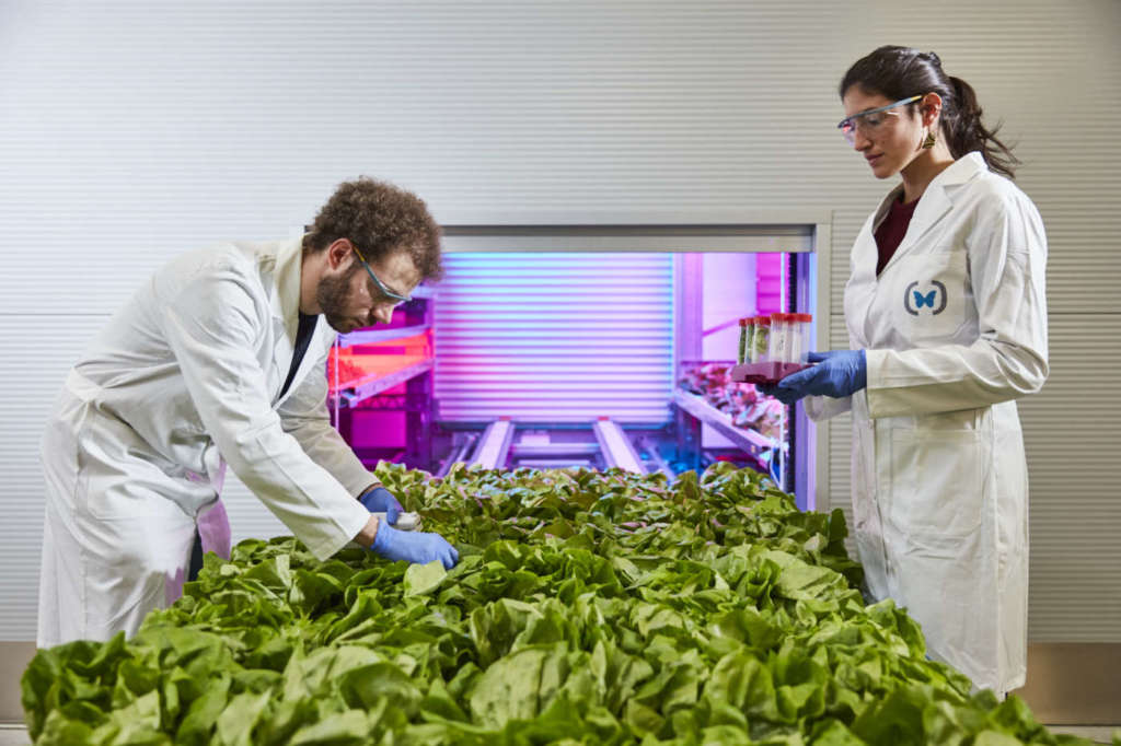 La coltivazione intensiva verticale automatizzata riduce il consumo energetico e idrico e aumenta il raccolto