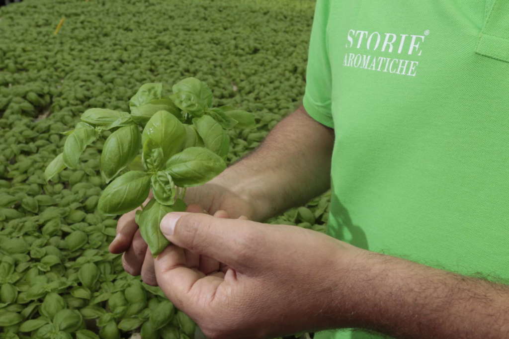 Il basilico è il prodotto di punta di Storie Aromatiche, azienda del Napoletano