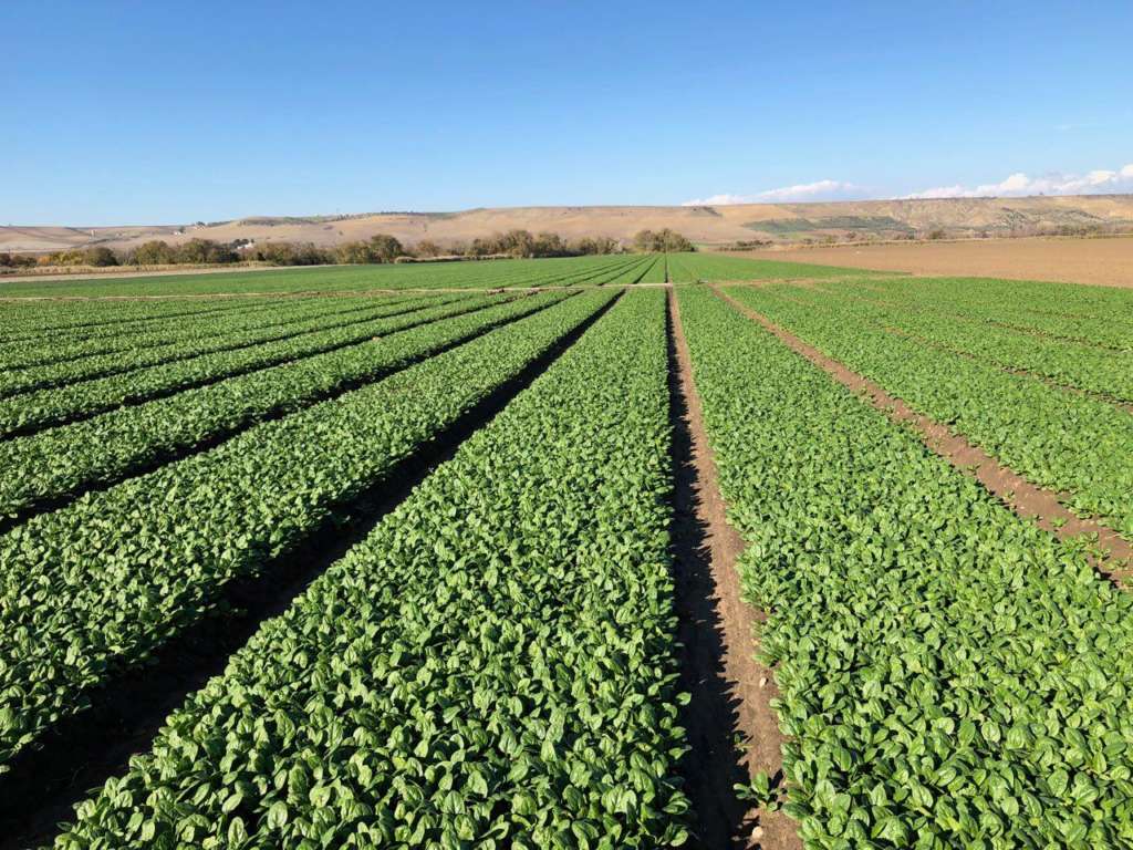 Terre di Federico produce ortaggi nel Vulture, al confine tra Puglia e Basilicata