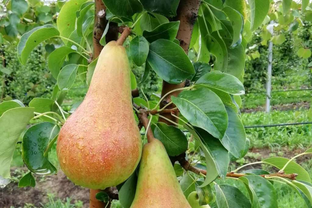 La nuova varietà di pera Crea 194, Geoplant Vivai