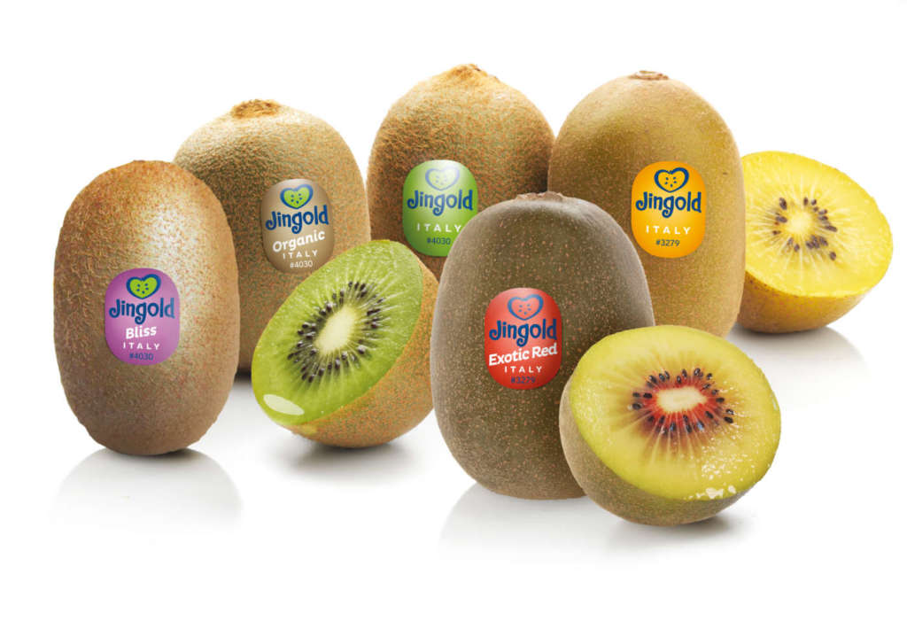 Gamma Kiwi Jingold