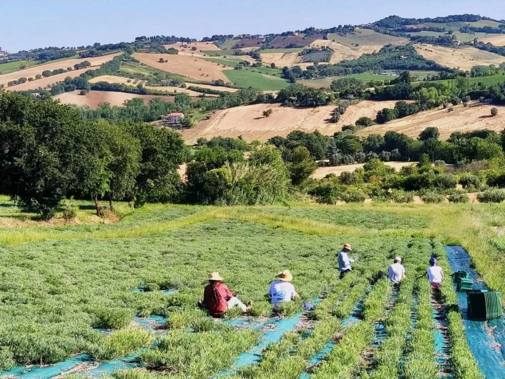 Coltivazione del finocchio di mare Rinci