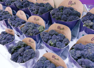 Redi, il broccolo viola vince gli Innovation Hub Awards di Fruit Attraction 2020 Il broccolo Redi di Bejo Iberica, vincitore degli Innovation Hub Awards a Fruit Attraction 2020