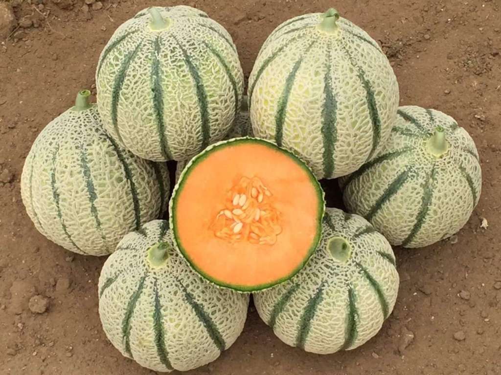 LSL Gibson RZ F1, nuova varietà di melone retato italiano lanciato da Rijk Zwaan Italia